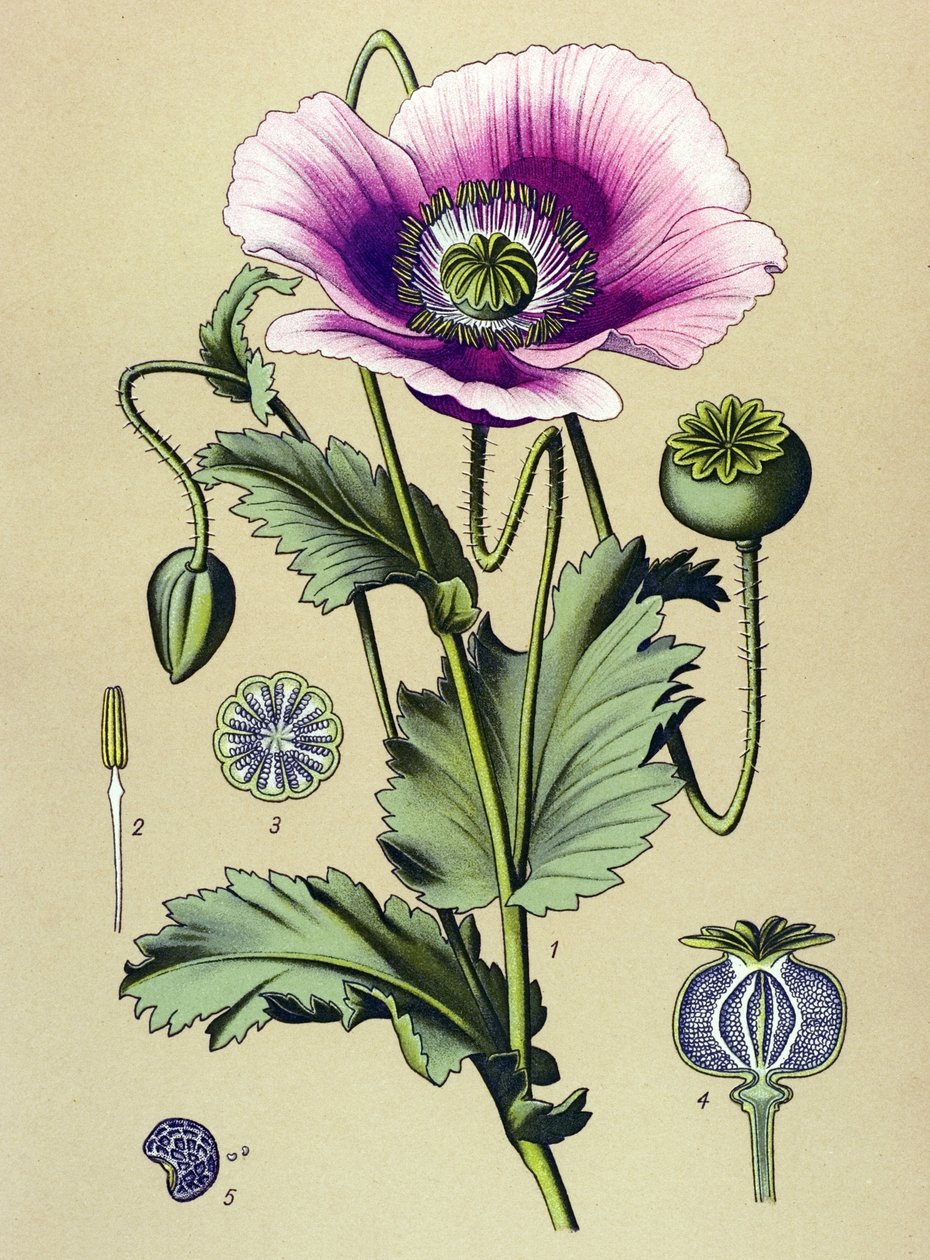 Botanisk styrelse. Venös (giftig) och medicinsk växt: sovvallmo (Papaver somniferum) av Unbekannter Künstler