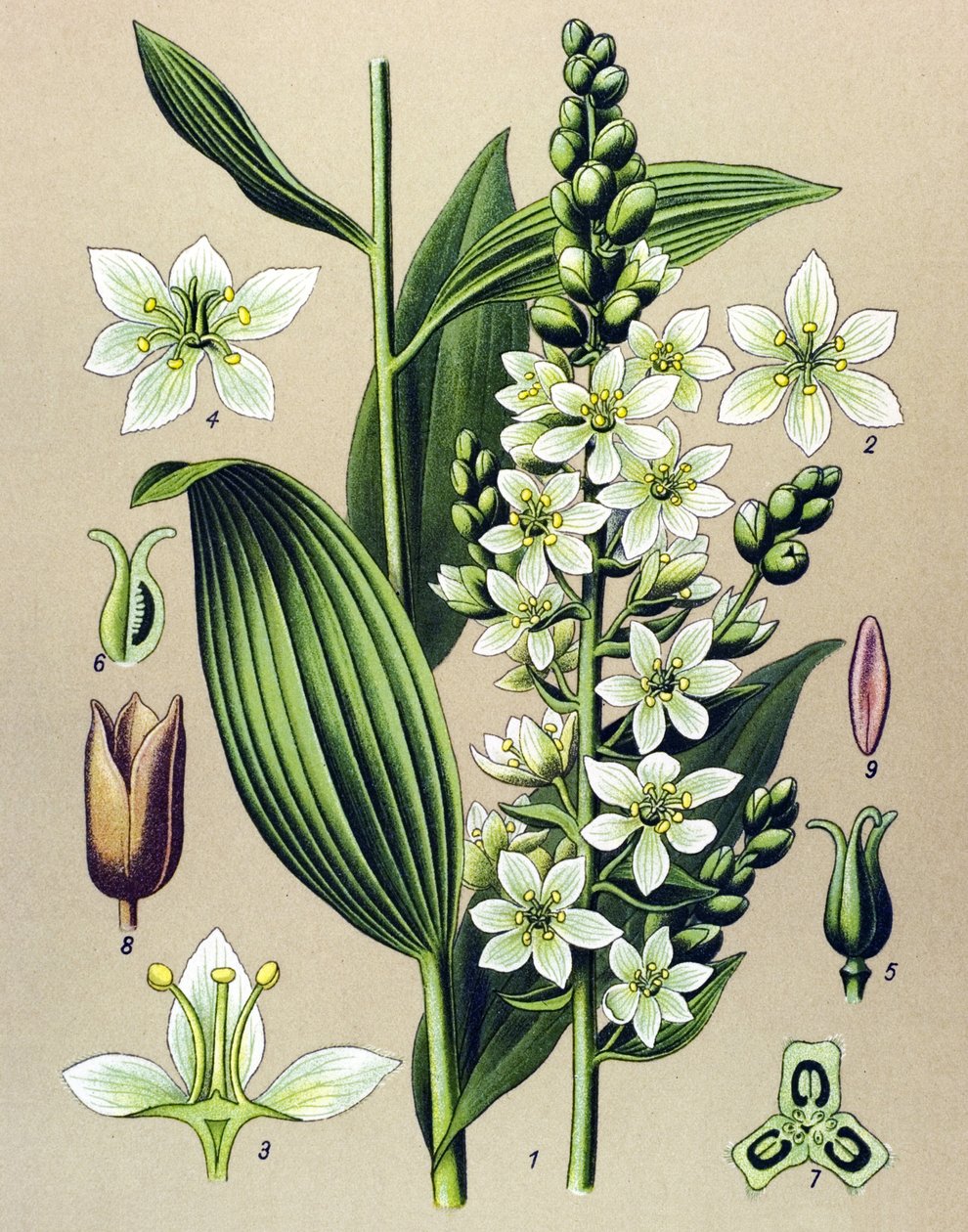 Botanisk styrelse. Venös (giftig) och medicinsk växt: vit veratre (Veratrum album) av Unbekannter Künstler