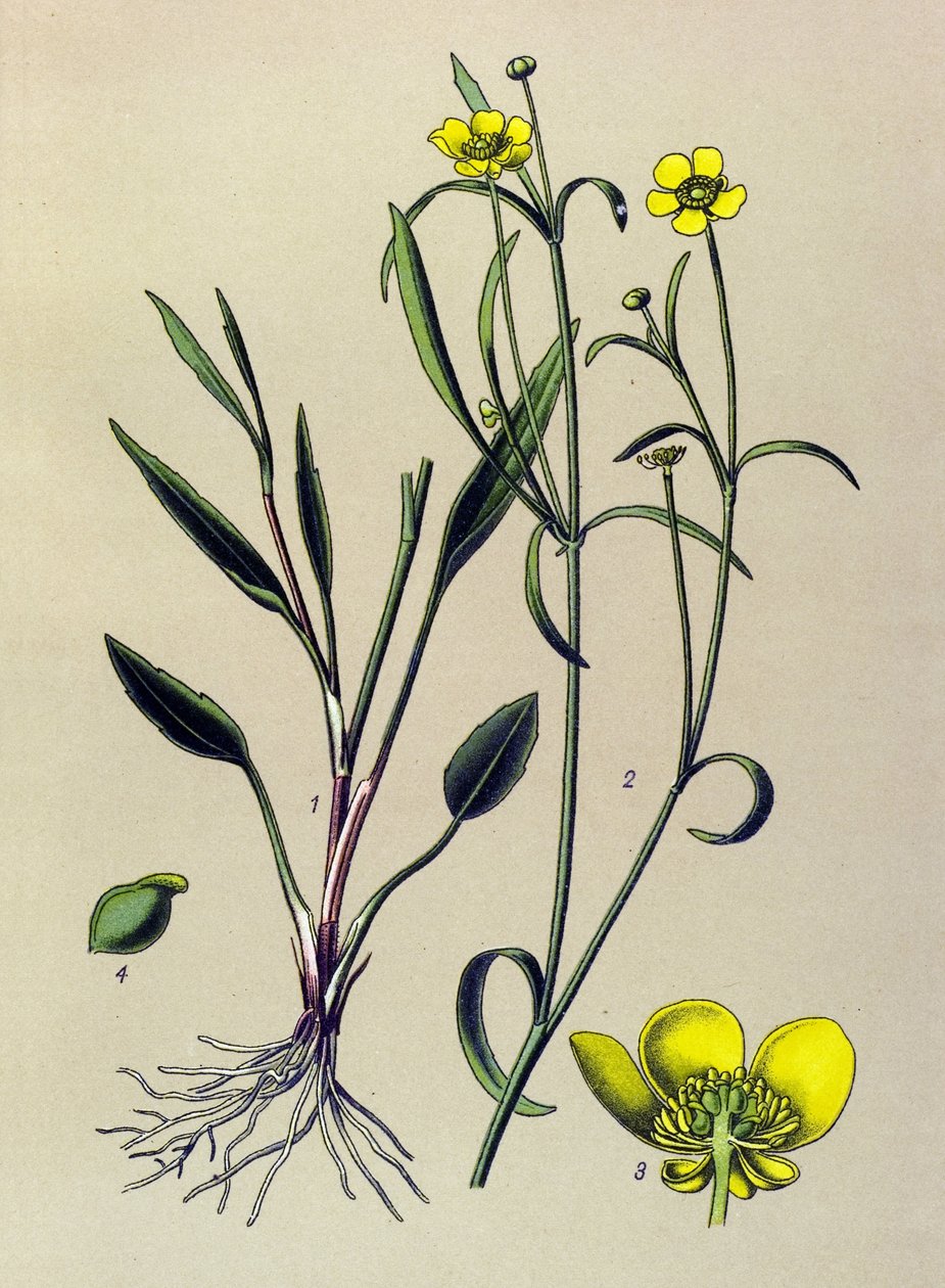 Botanisk styrelse. Venös (giftig) och medicinalväxt: Flame Buttercup, Small Moat eller Small Flame (Ranunculus flammula) av Unbekannter Künstler