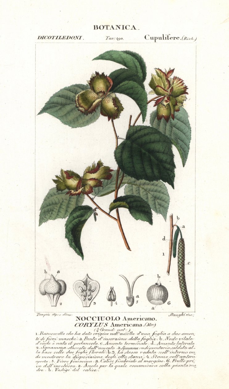 Botanisk bräda: hasselnöt och hasselnöt - Amerikansk hasselnöt, Corylus americana, hemmahörande i Nordamerika. Handkolorerat kopparstick från Jussieu