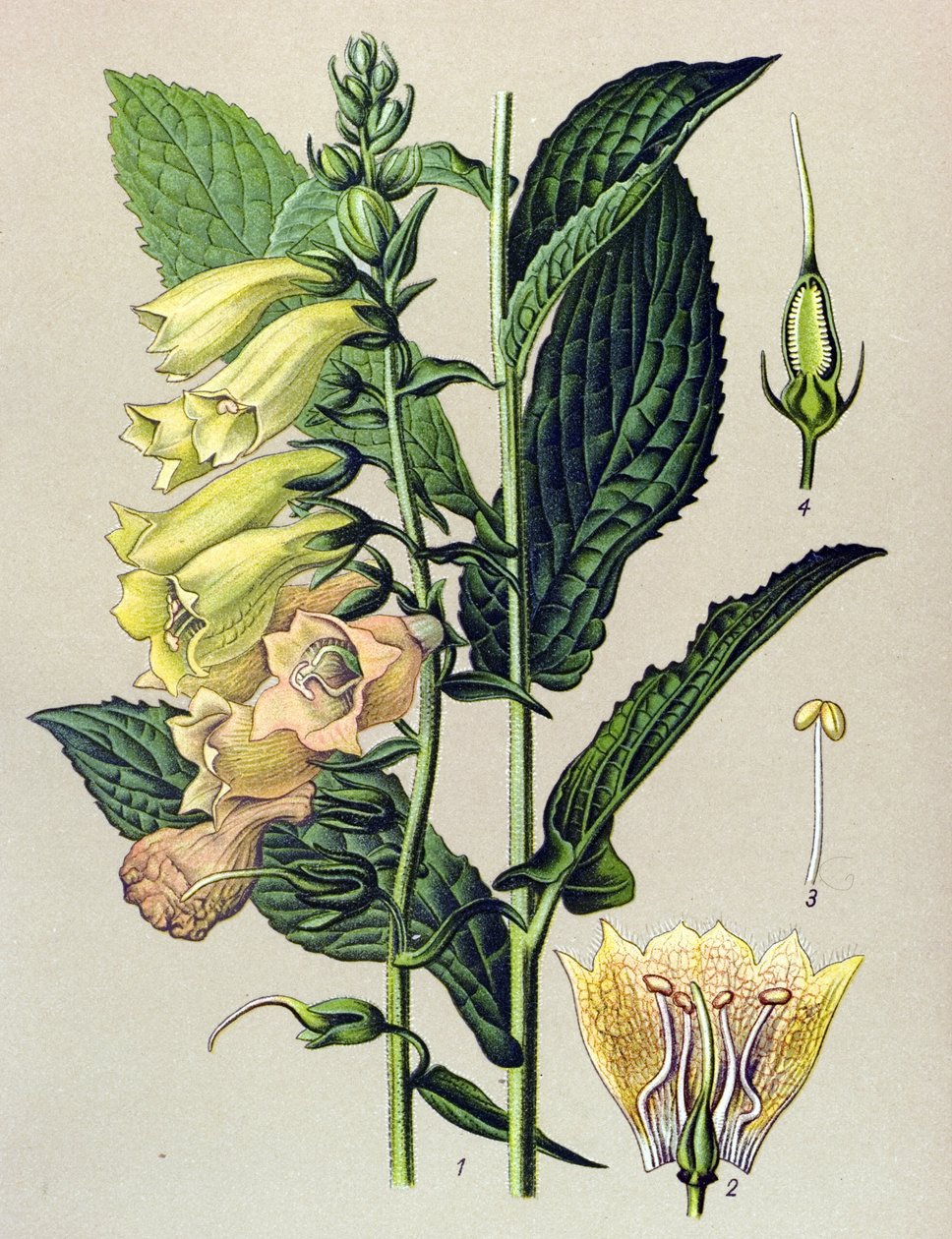 Botanisk tavla, växt: Storblommig digital (Digitalis grandiflora) av Unbekannter Künstler