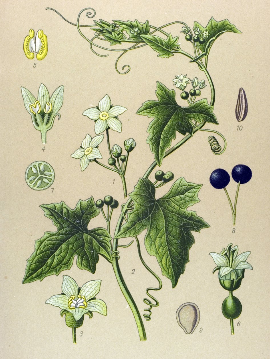 Botanisk tavla, växt: Bryone (Bryonia alba) av Unbekannter Künstler