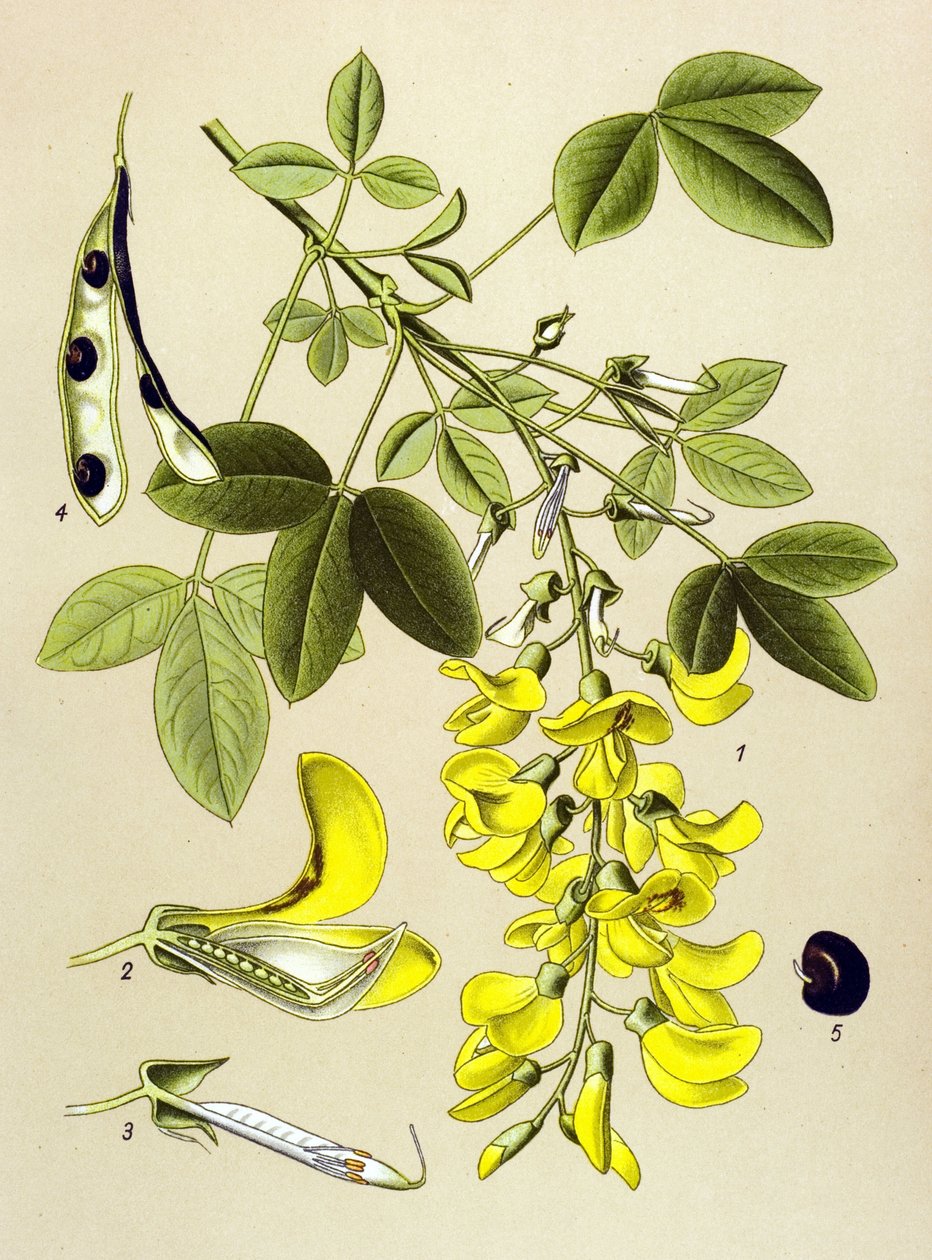 Botanisk tavla, växt: vanlig cytit eller falsk ebenholts (Cytisus Laburnum) av Unbekannter Künstler