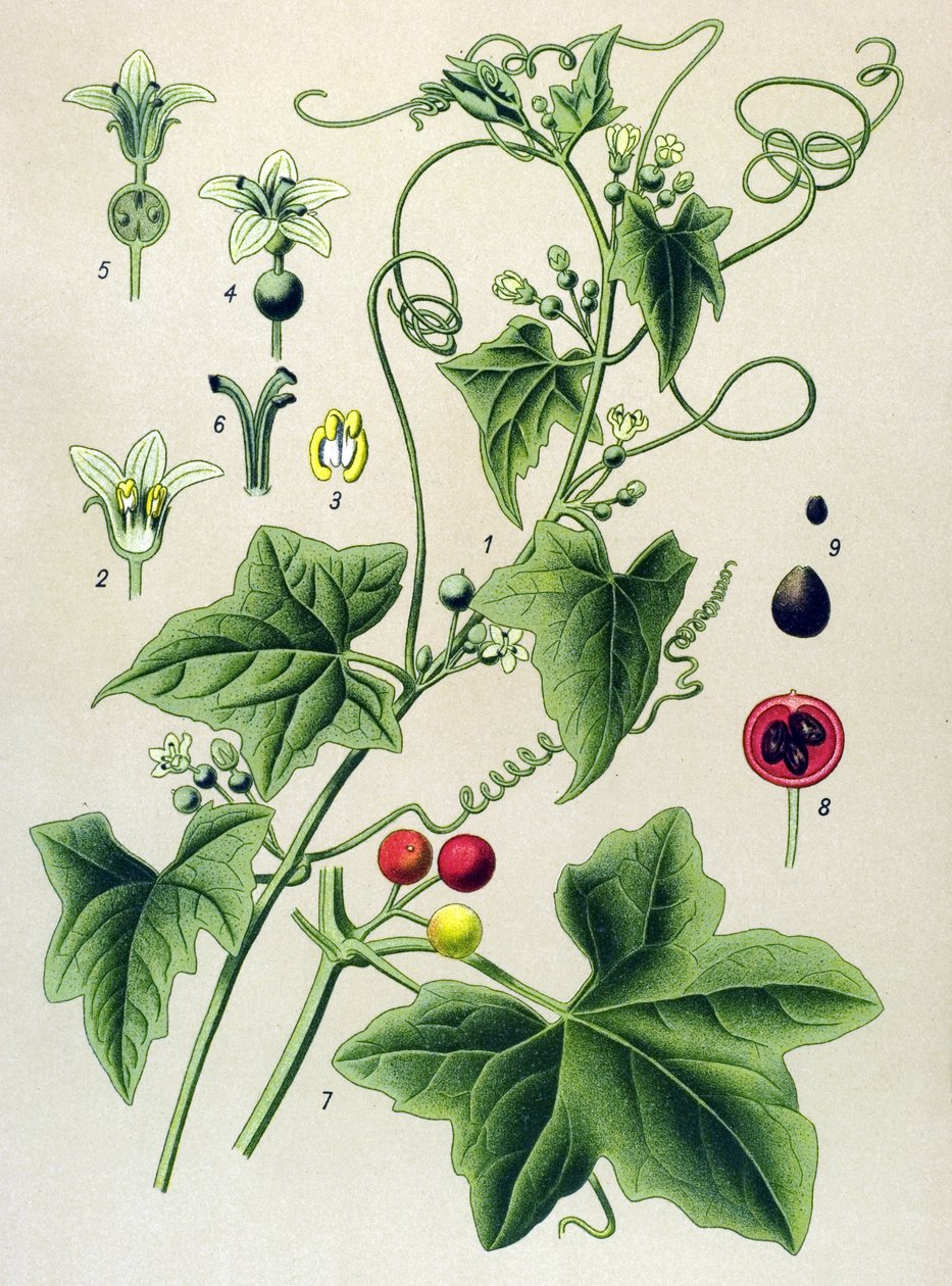 Botanisk tavla, växt: Dioisk bryone (Bryonia dioica) av Unbekannter Künstler