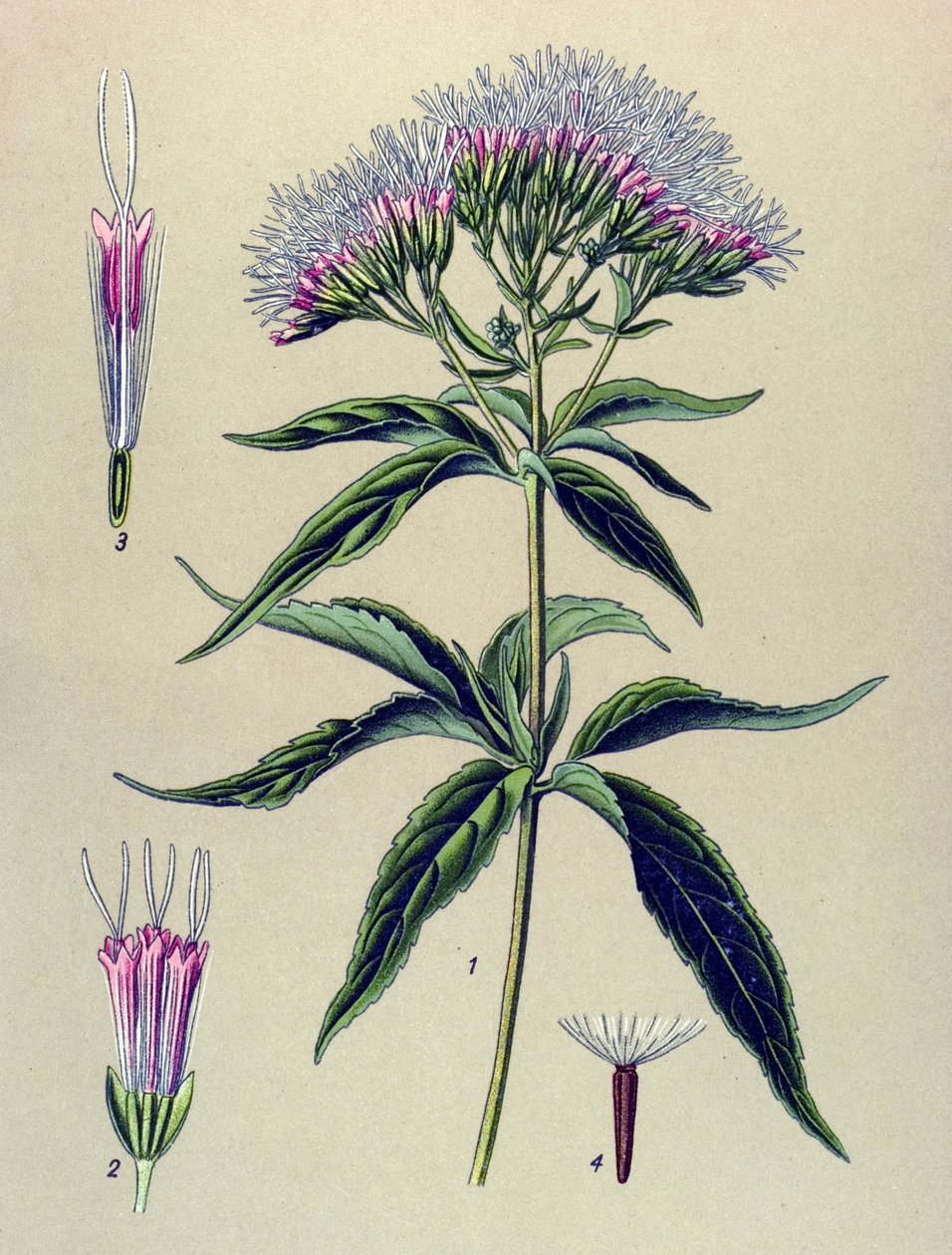 Botanisk tavla, växt: hampabladigt eupatorium (Eupatorium cannabinum) av Unbekannter Künstler