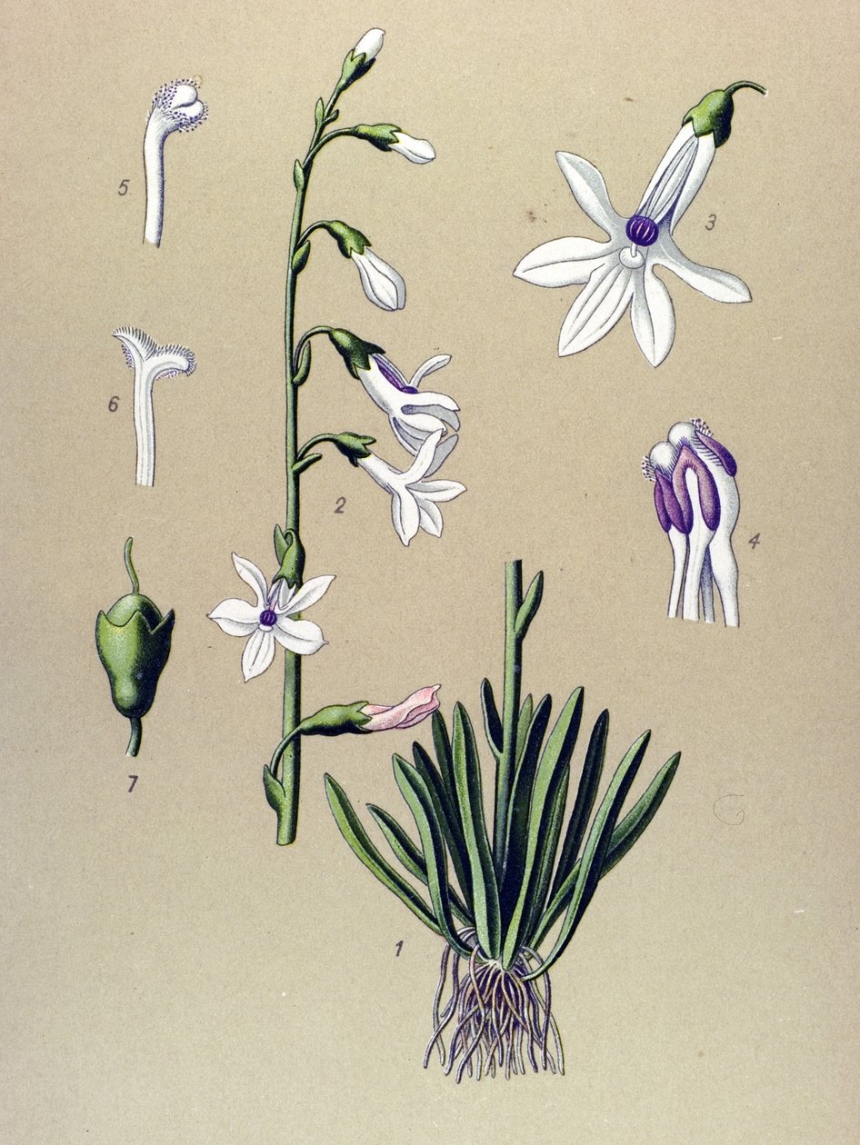 Botanisk tavla, växt: Lobelia (Lobelia dortmanna) av Unbekannter Künstler