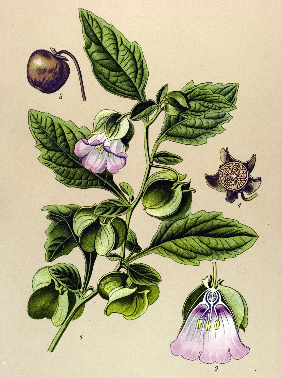 Botanisk tavla, växt: Perou-päron eller Perou-äpple (Nicandra physaloides) av Unbekannter Künstler