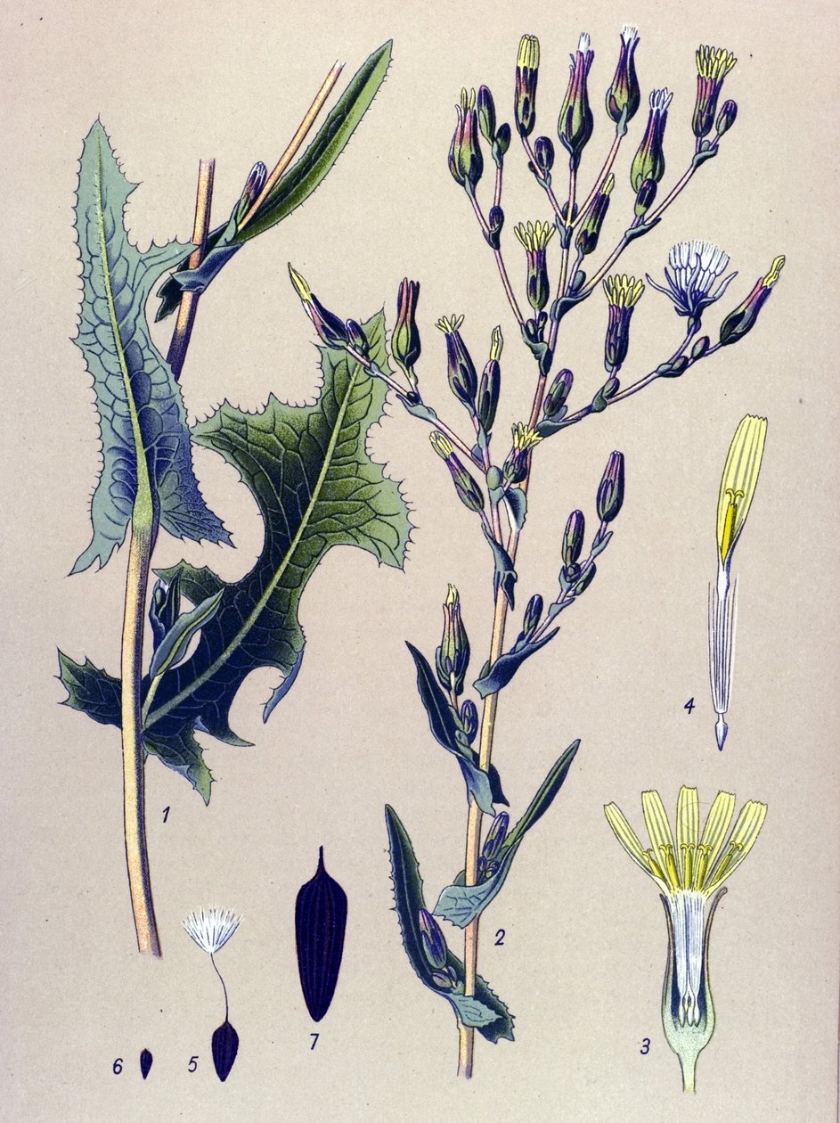Botanisk tavla, växt: Scarole sallad, eller vild sallad (Lactuca scariola, Lactuca serriola) av Unbekannter Künstler