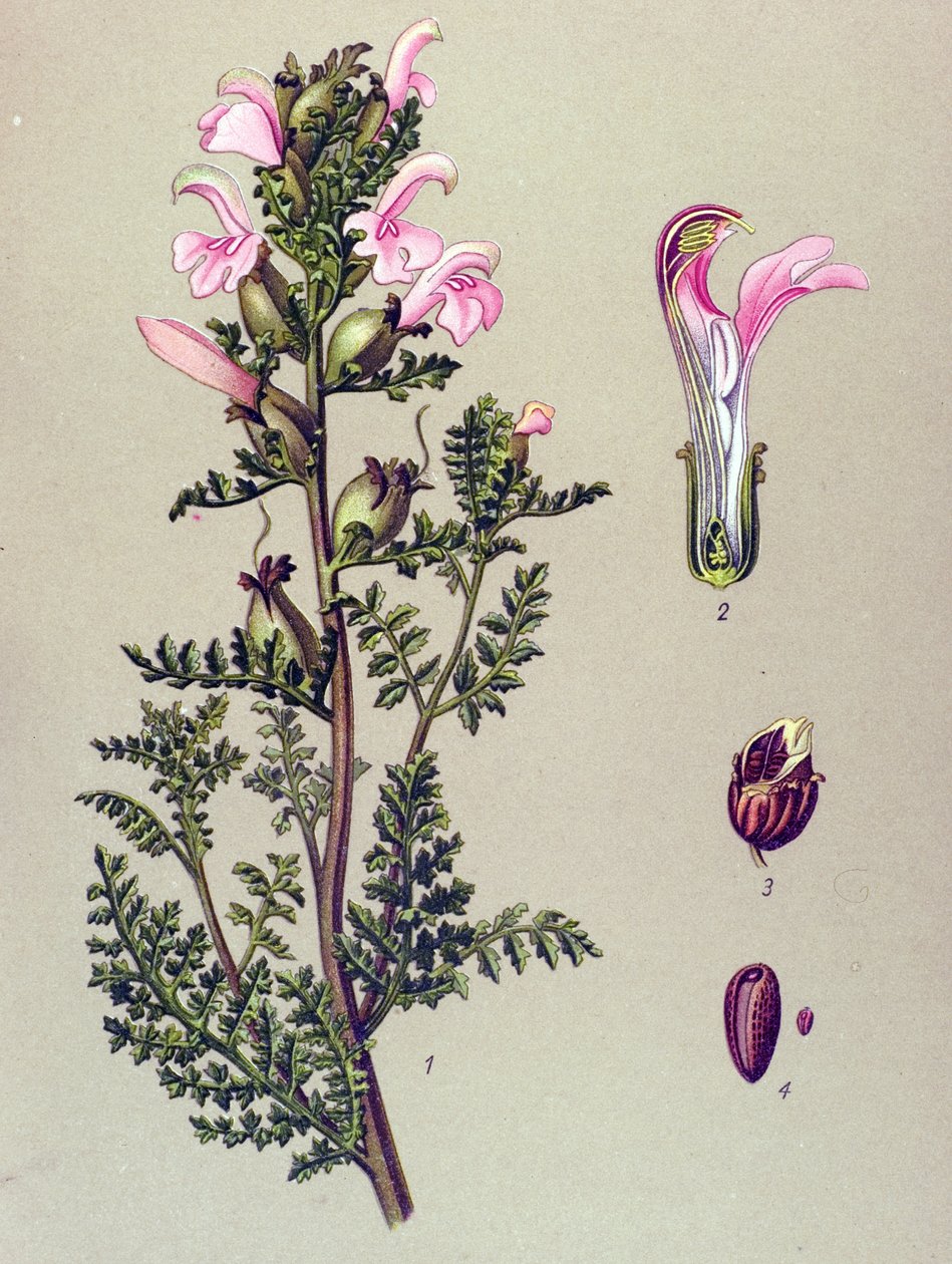 Botanisk tavla, växt: Träskpindel (Pedicularis palustris) av Unbekannter Künstler