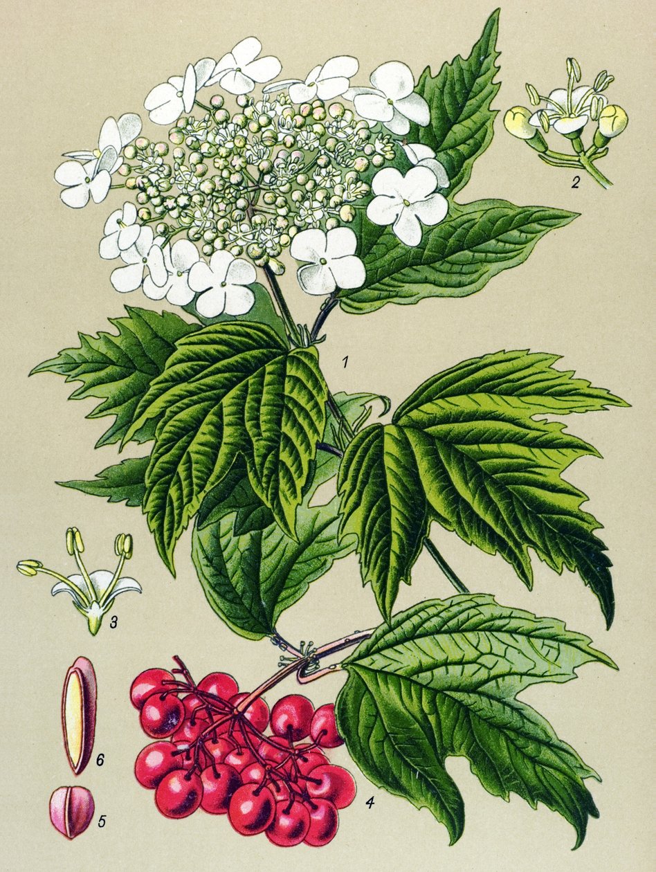Botanisk tavla, växt: Viburnum uggla (Viburnum opulus) av Unbekannter Künstler
