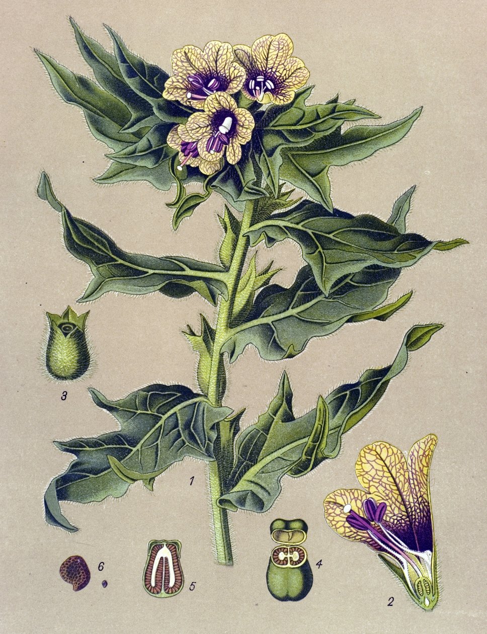 Botanisk tavla, växt: svart kant (Hyoscyamus niger) av Unbekannter Künstler