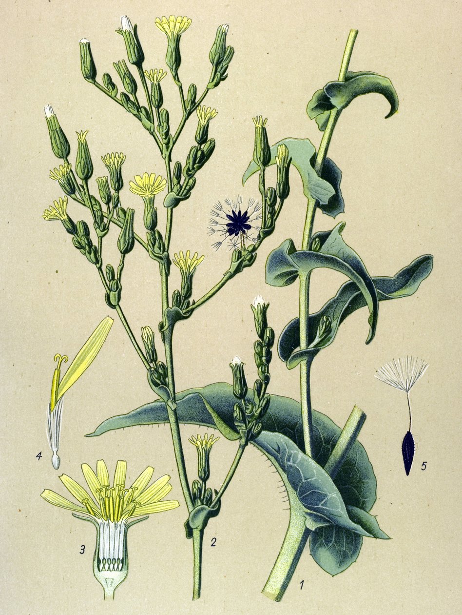 Botanisk tavla, växt: ferous sallad eller vild sallad (Lactuca virosa) av Unbekannter Künstler
