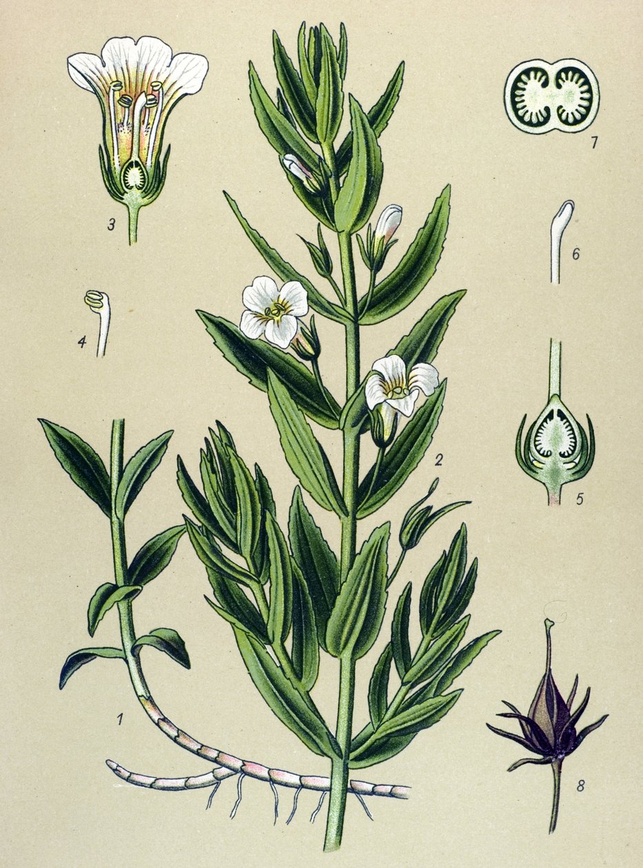 Botanisk tavla, växt: gratiole officinale (Gratiola officinalis) av Unbekannter Künstler