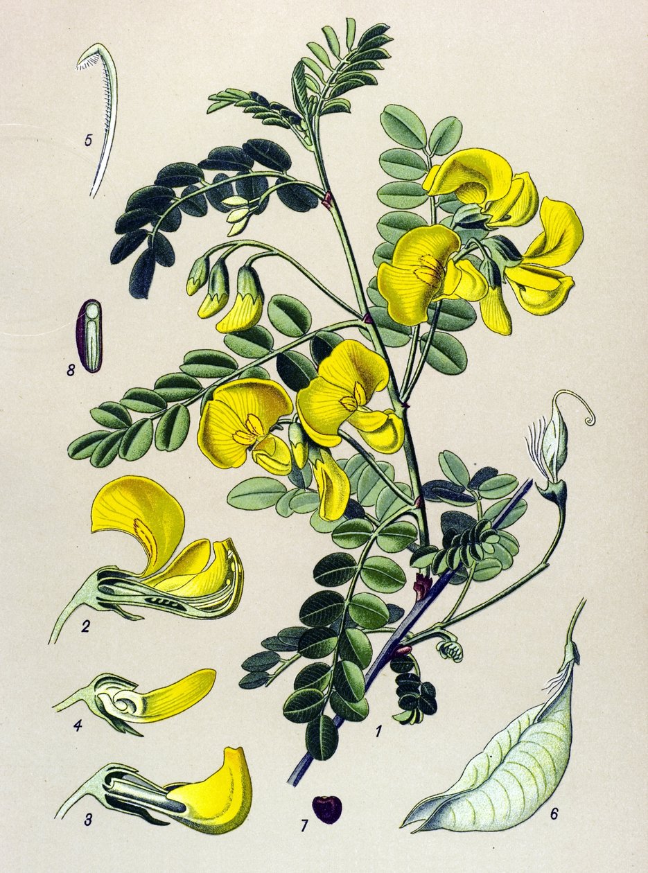 Botanisk tavla, växt: trädbander (Colutea arborescens) av Unbekannter Künstler