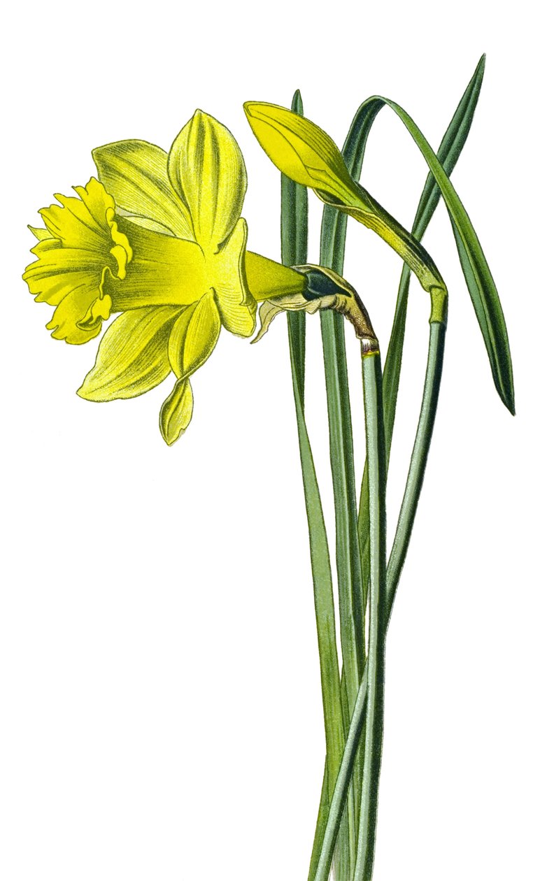 Botanisk tavla, växt: gul narcissus eller trumpet narcissus (Narcissus pseudonarcissus) av Unbekannter Künstler