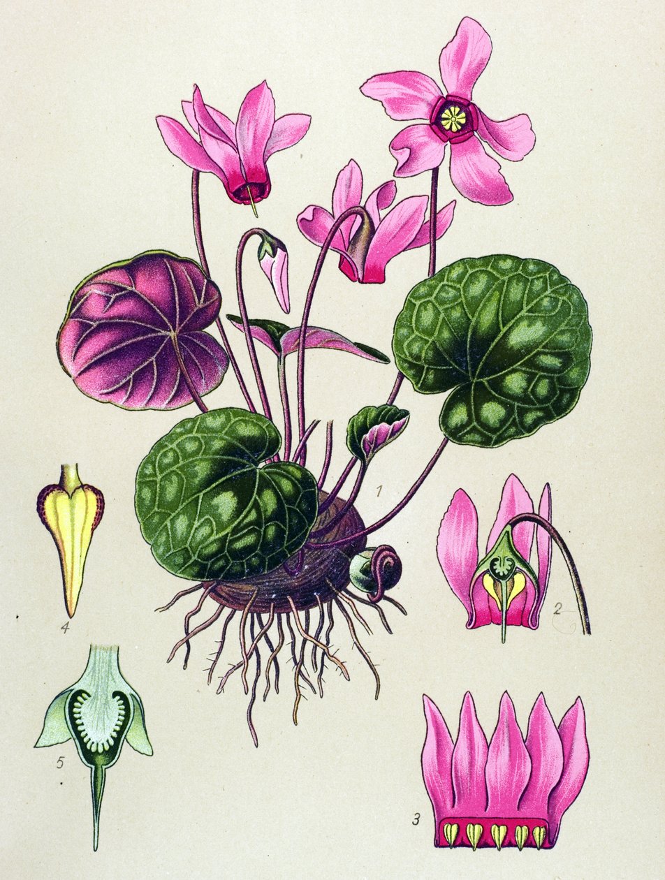 Botanisk skiva, giftig och medicinalväxt: Cyclamen purpurascens, Cyclamen europaeum av Unbekannter Künstler