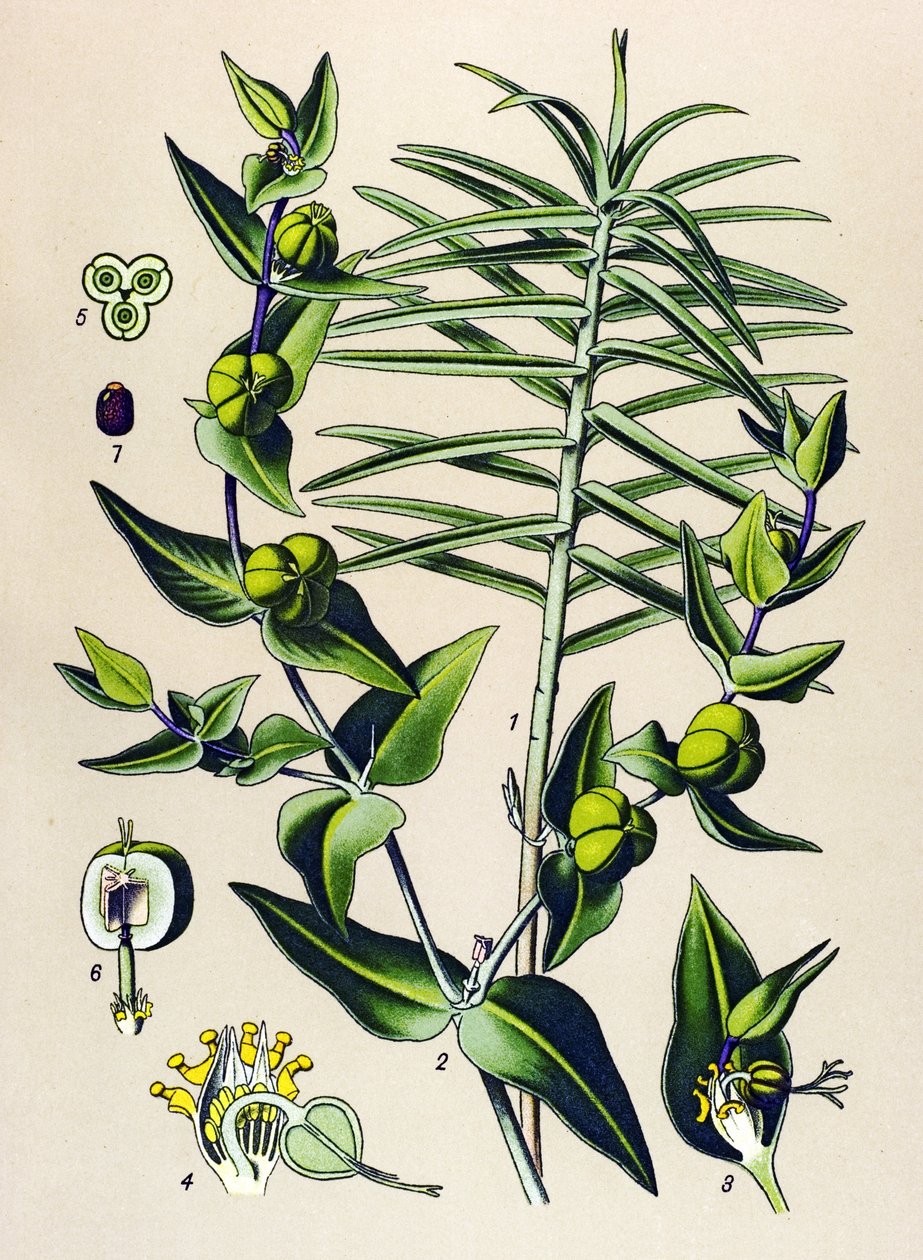 Botanisk tavla, giftig och medicinalväxt: Euphorbia epurge (Euphorbia lathyris) av Unbekannter Künstler