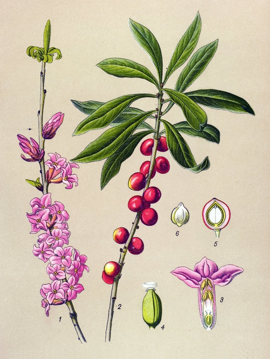 Botanisk skiva, giftig och medicinalväxt: Vackert trä (Daphne Mezereum) av Unbekannter Künstler
