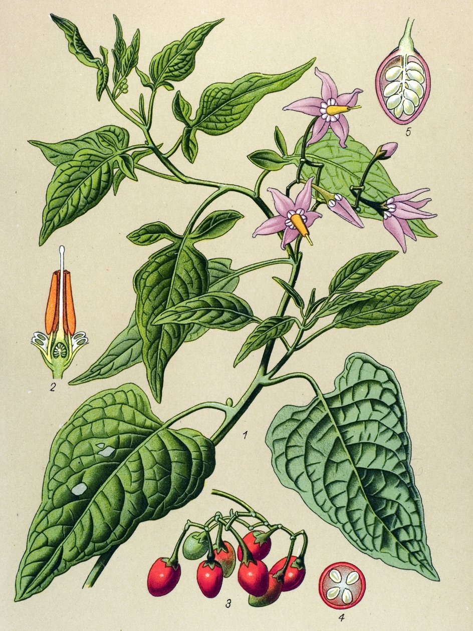 Botanisk skiva, giftig och medicinalväxt: Den söta bittra (Solanum dulcamara) av Unbekannter Künstler
