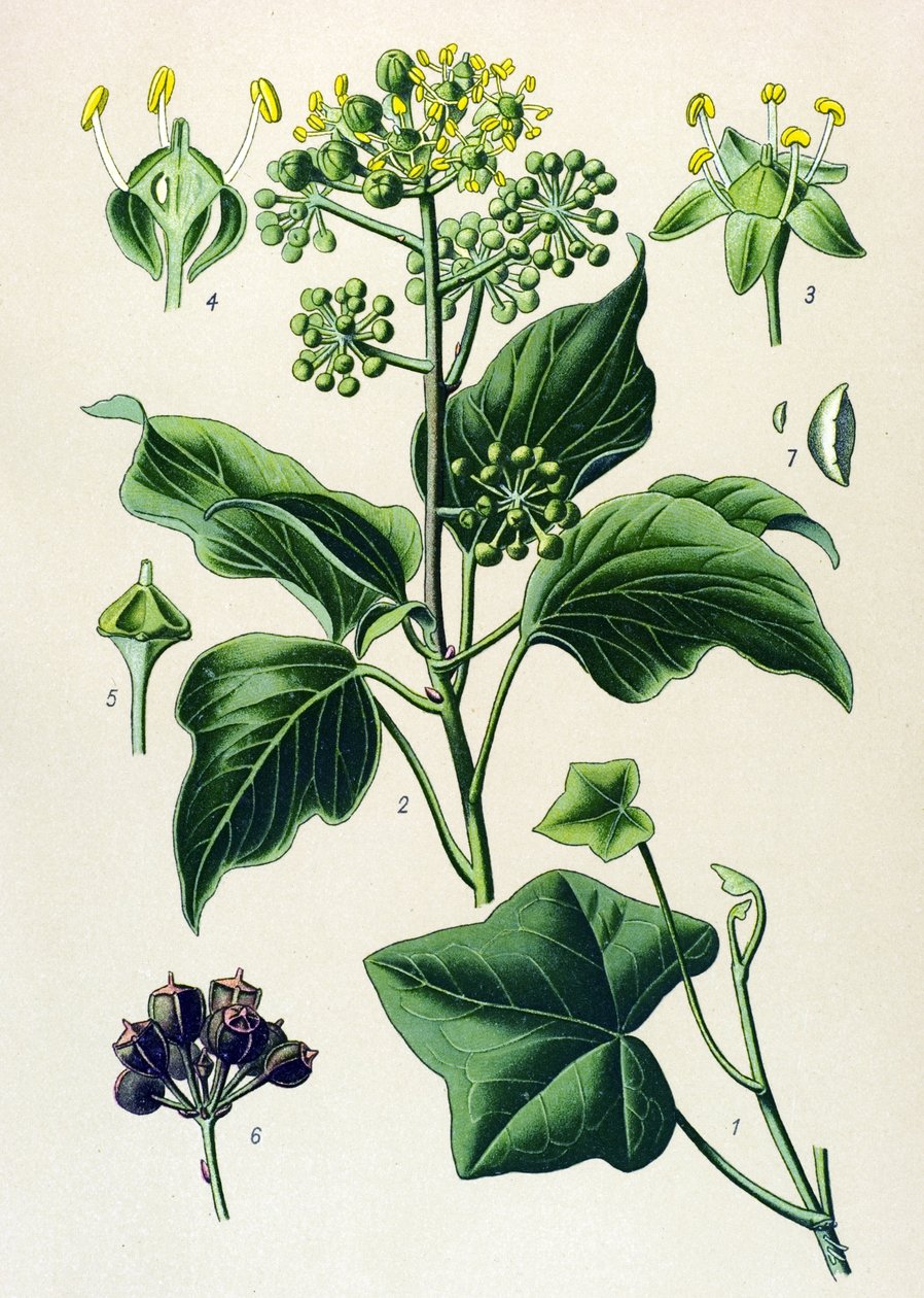 Botanisk tavla, giftig och medicinalväxt: klättermurgröna eller vanlig murgröna (Hedera helix) av Unbekannter Künstler