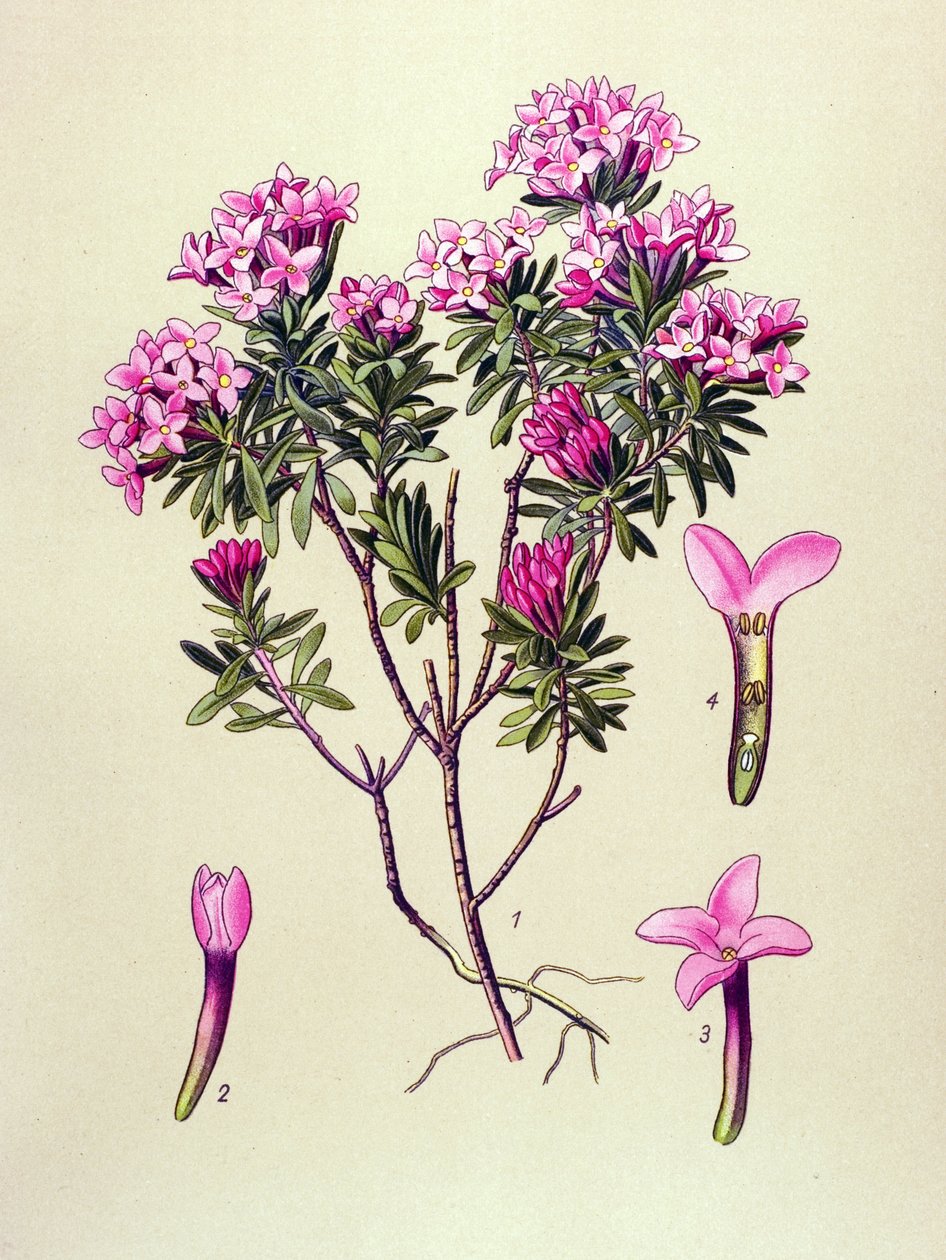 Botanisk bräda, giftig växt: camelee eller camelee of the Alps (Daphne Cneorum) av Unbekannter Künstler