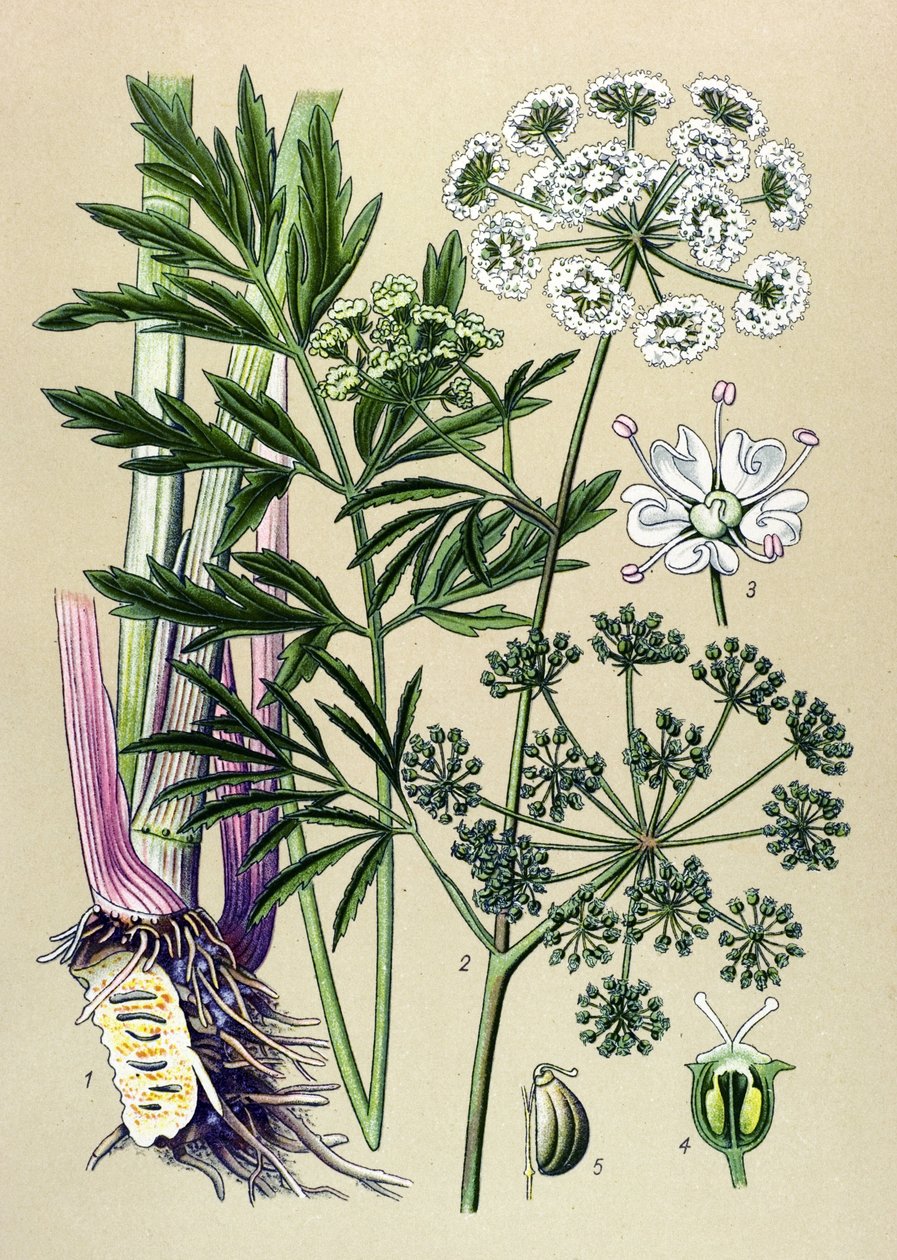 Botanisk bräda, venenös (giftig) och medicinalväxt: Vattenhemlock (Cicuta virosa). av Unbekannter Künstler