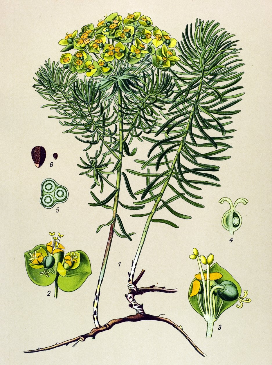 Botanisk tavla, venös (giftig) och medicinalväxt: euphorbia small cypers (Euphorbia cyparissias) av Unbekannter Künstler