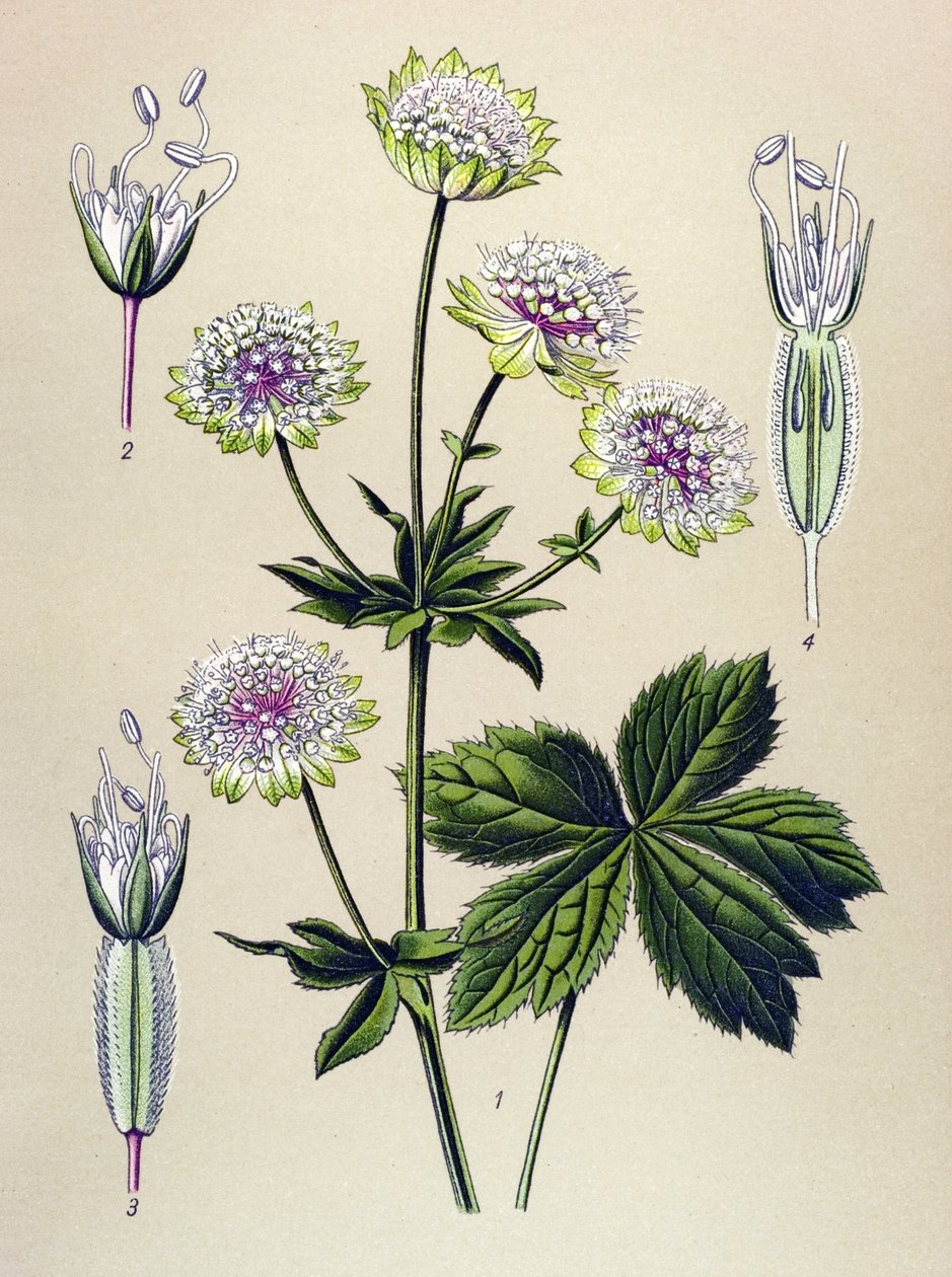 Botanisk tavla, venenös (giftig) och medicinalväxt: stor astrant (Astrantia major) av Unbekannter Künstler