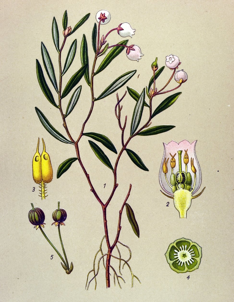 Botanisk tavla, giftig växt (giftig): Andromeda har poloniumblad (Andromeda polifolia) av Unbekannter Künstler
