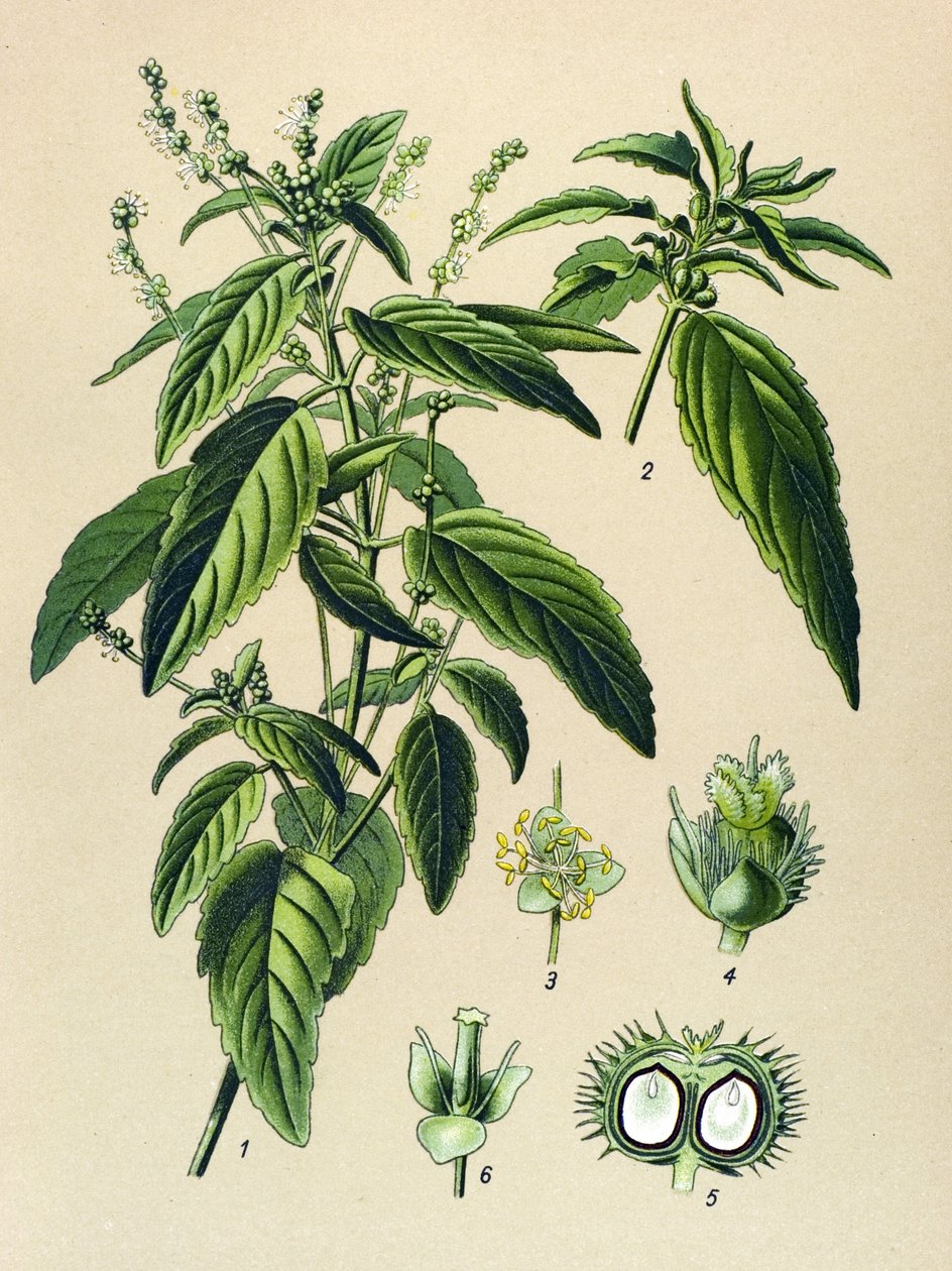 Botanisk tavla, giftig växt (giftig): Årlig kvicksilver (Mercurialis annua) av Unbekannter Künstler