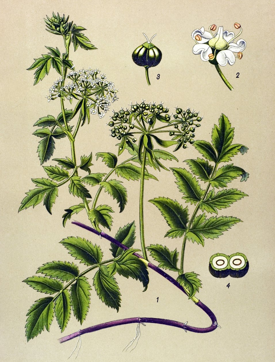 Botanisk tavla, venenös växt (giftig): Berle (Berula angustifolia) av Unbekannter Künstler