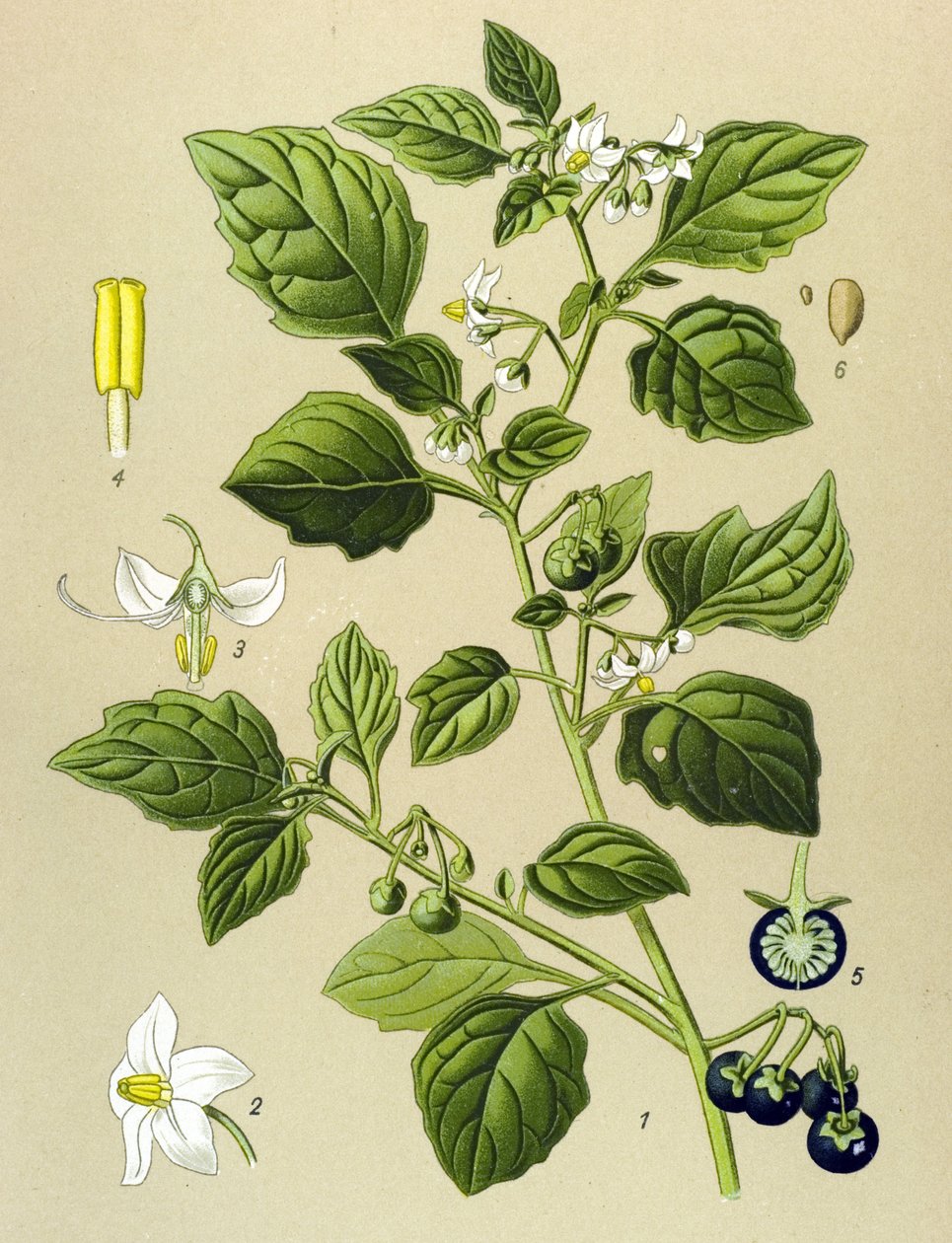 Botanisk tavla, venenös växt (giftig): Svart nattskugga (Solanum nigrum) av Unbekannter Künstler