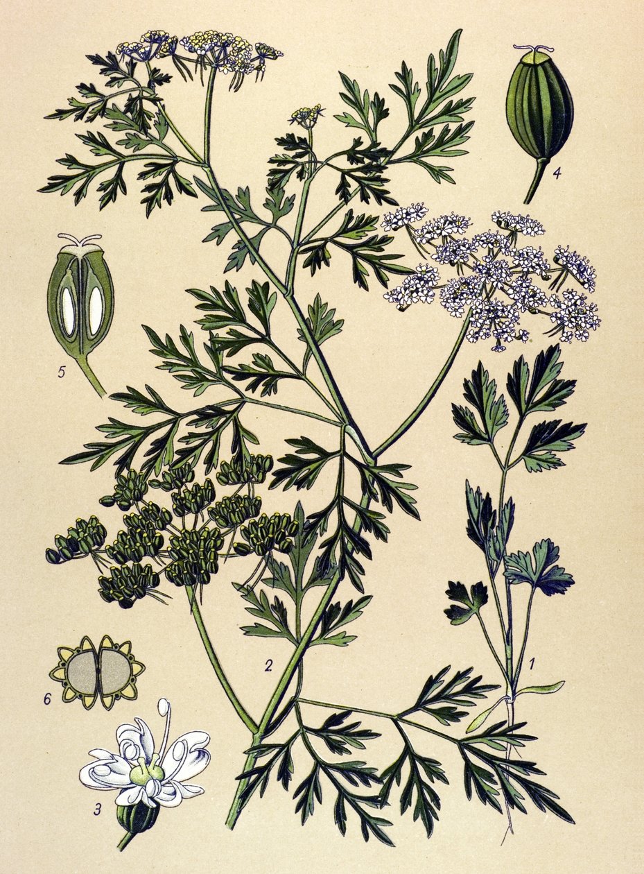Botanisk tavla, venenös växt (giftig): Hundpersilja eller falsk persilja (Aethusa cynapium) av Unbekannter Künstler