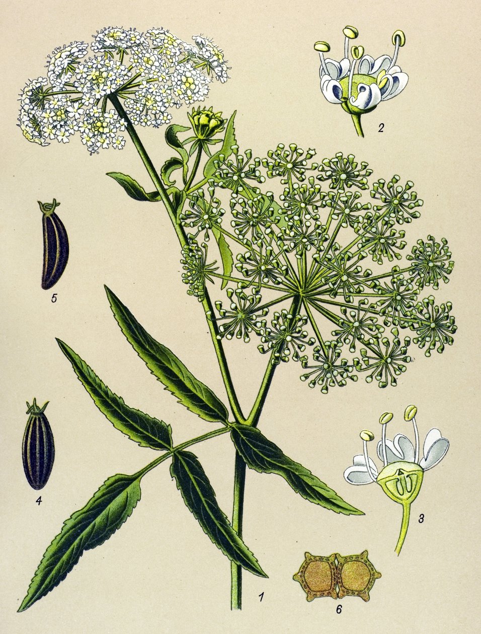 Botanisk tavla, venenös växt (giftig): Great Berle (Sium latifolium) av Unbekannter Künstler