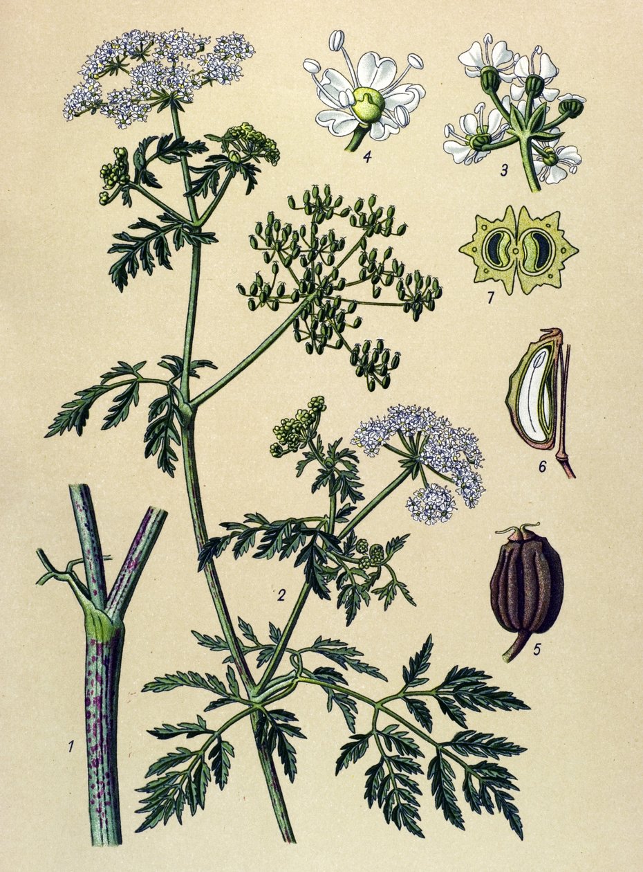 Botanisk tavla, venenös växt (giftig): Hemlock (Conium maculatum) av Unbekannter Künstler