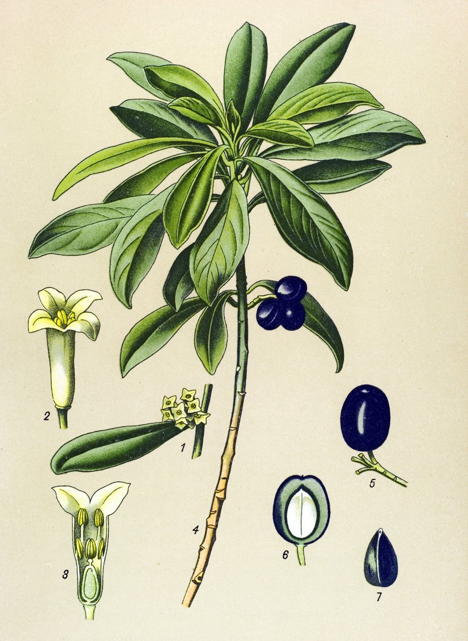 Botanisk tavla, venenös växt (giftig): Laurel (Daphne Laureola) av Unbekannter Künstler