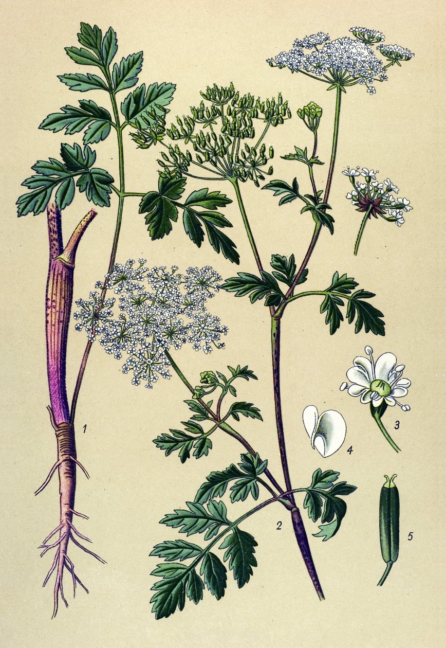 Botanisk skiva, venenös växt (giftig): Lutande körvel (Chaerophyllum temulum) av Unbekannter Künstler