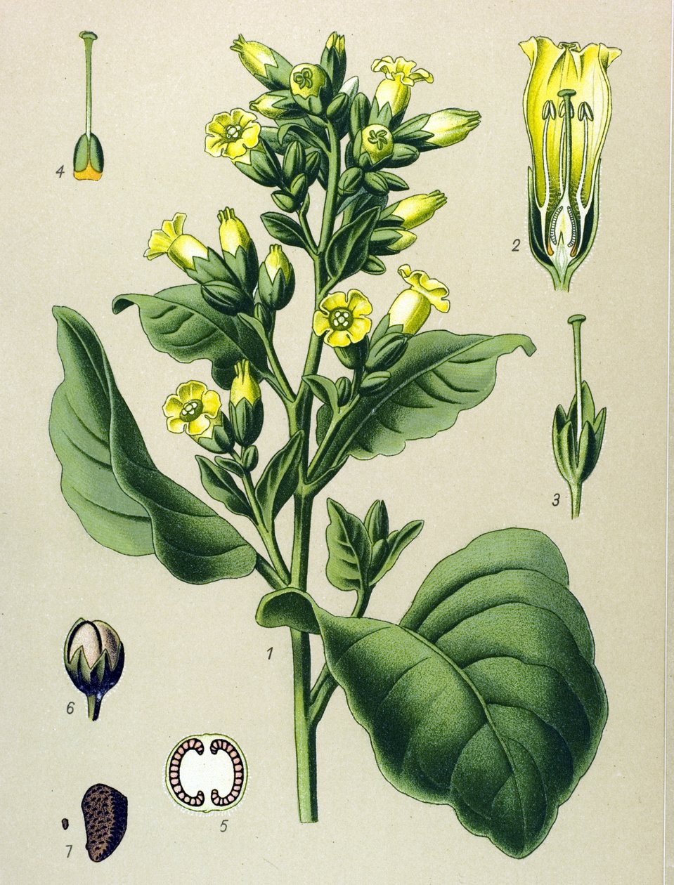 Botanisk tavla, venenös växt (giftig): Mapacho vit tobak (Nicotiana rustica) (Nicotiana tabacum) av Unbekannter Künstler