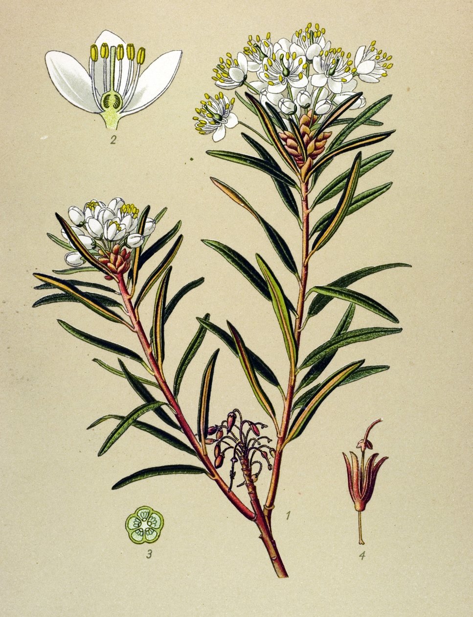 Botanisk tavla, venenös växt (giftig): Marsh Ledon (Ledum palustre) av Unbekannter Künstler