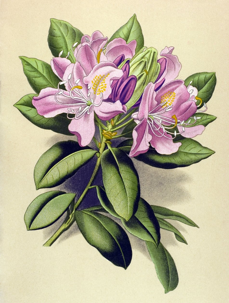 Botanisk tavla, venenös växt (giftig): Pontic Rhododendron (Rhododendron pontium) av Unbekannter Künstler