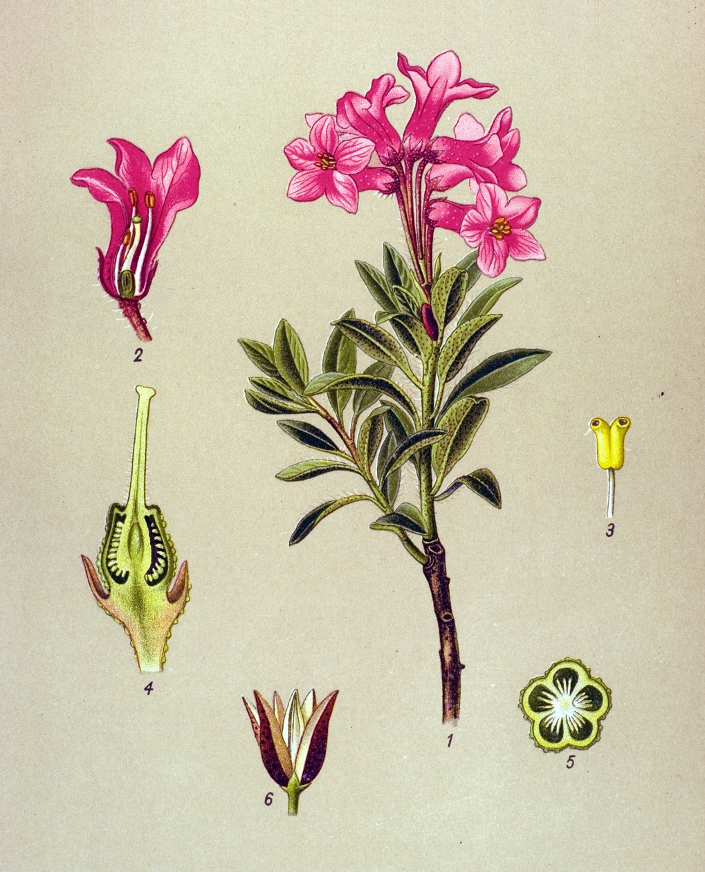 Botanisk tavla, venenös växt (giftig): Rhododendron cilie (Rhododendron hirsutum) av Unbekannter Künstler