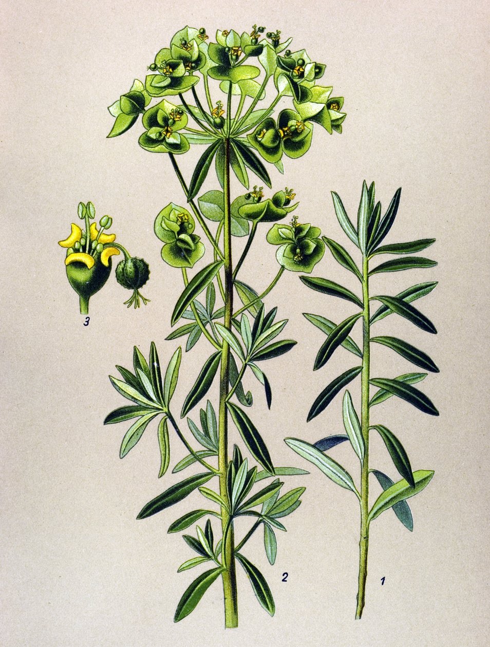 Botanisk tavla, venenös växt (giftig): Rund Eule eller Euphorbia Peplus (Euphorbia Peplus) av Unbekannter Künstler