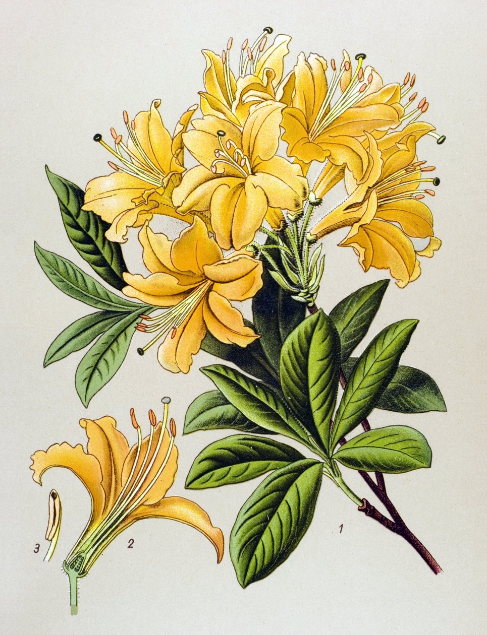 Botanisk tavla, venenös växt (giftig): Gul azalee (Rhododendron luteum) av Unbekannter Künstler