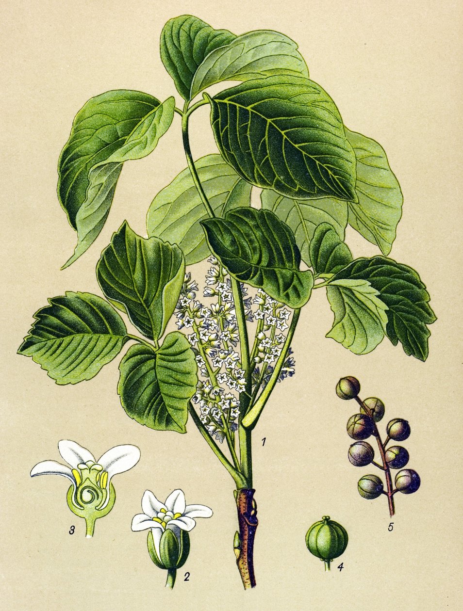 Botanisk tavla, venenös växt (giftig): klättrande sumak (Rhus toxicodendron) av Unbekannter Künstler
