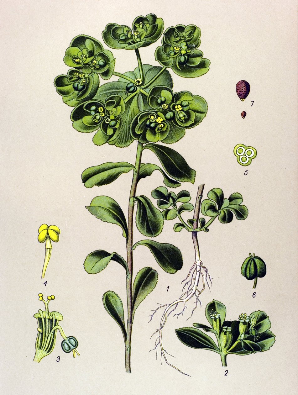 Botanisk tavla, venenös växt (giftig): euphorbia uppvaknande morgon eller litet ljus (Euphorbia helioscopia) av Unbekannter Künstler