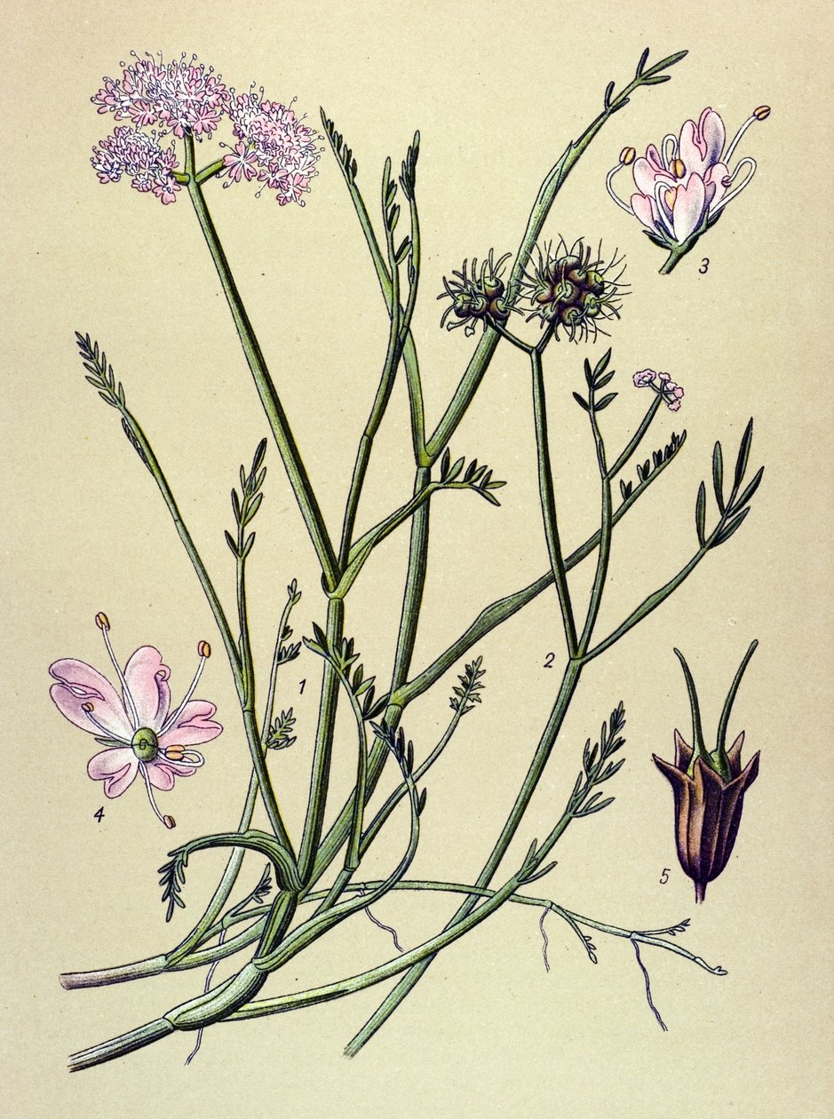 Botanisk tavla, venenös växt (giftig): fistel (Oenanthe fistulosa) av Unbekannter Künstler