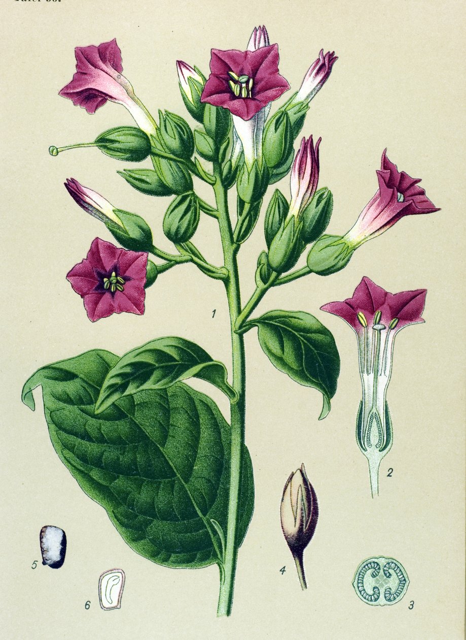 Botanisk tavla, venenös växt (giftig): prydnadstobak (Nicotiana tabacum) av Unbekannter Künstler