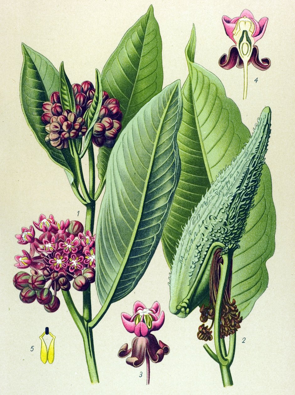 Botanisk tavla, venenös växt (giftig): parakitgräs (Asclepias Cornuti) av Unbekannter Künstler
