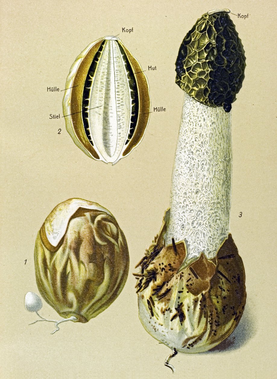 Botanisk tavla med ätbar svamp: Stinky Satyre (Phallus impudicus) av Unbekannter Künstler