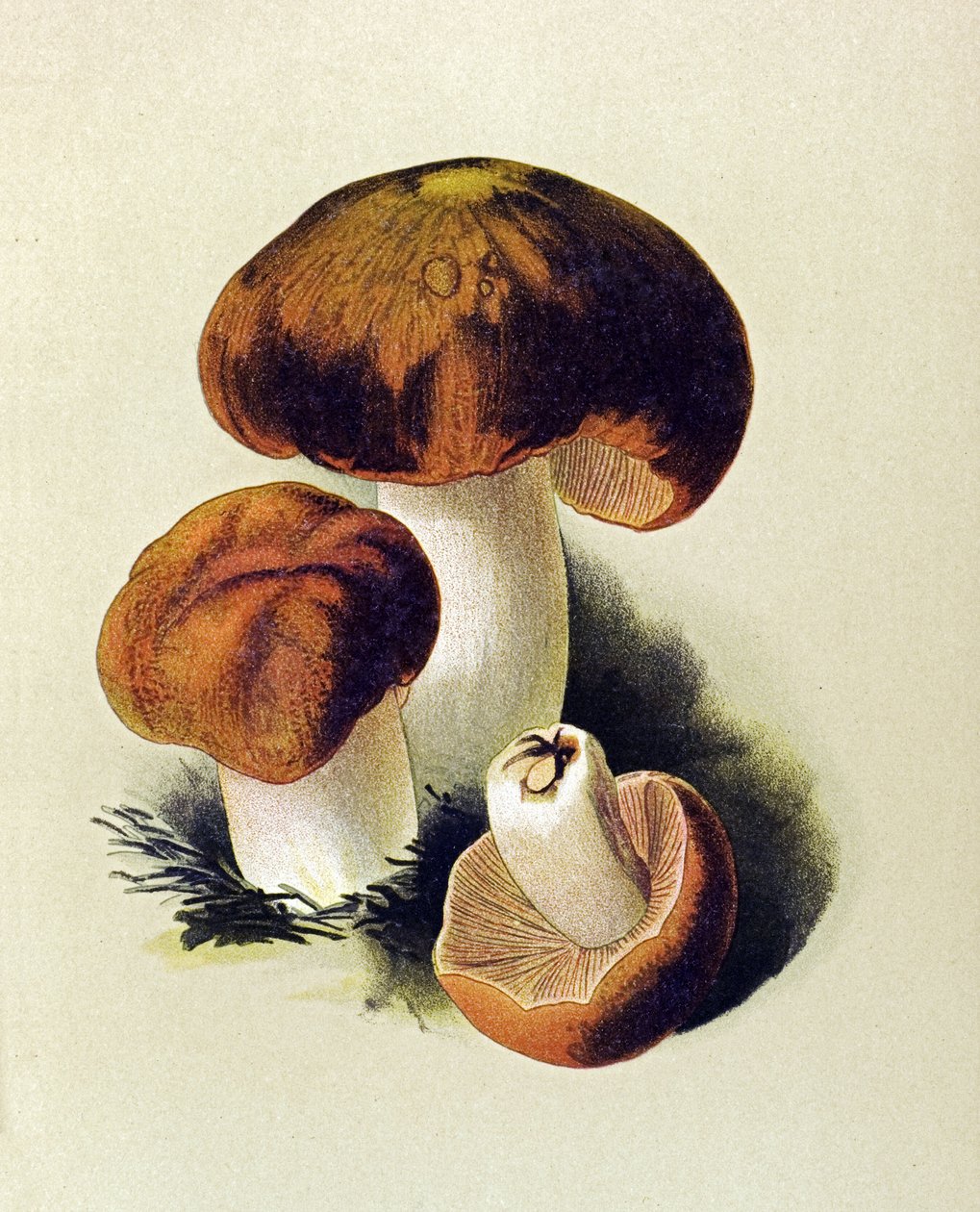 Botanisk tavla med giftig svamp (giftig): Russule foetens (Russula foetens) av Unbekannter Künstler